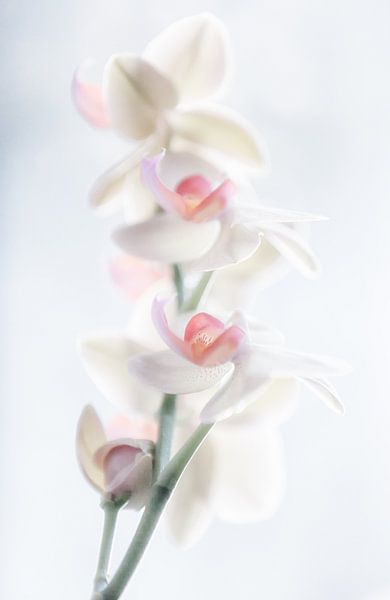 beauté pâle par Peter Pfeiffer