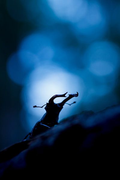 Einzelkämpfer von Pim Leijen