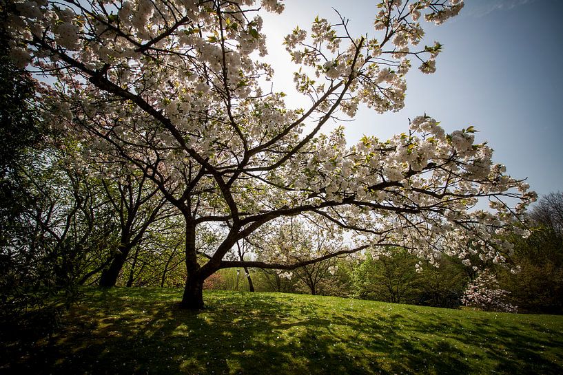 Bloesems aan de bomen von Charelle Roeda