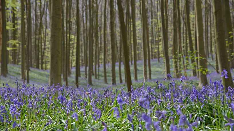 Les jacinthes de la forêt bleue dans les Hallerbos  par Barbara Brolsma
