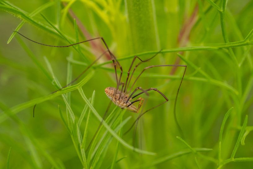 Les moissonneurs - Opilio canestrinii par Moetwil en van Dijk - Fotografie