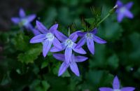 Campanula
