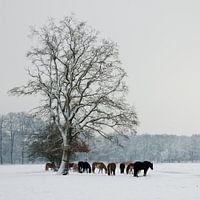 Paarden in Sneeuw