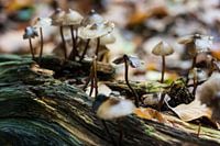 De herfst in volle gang