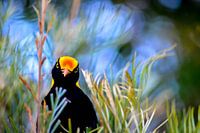 Regent Bowerbird