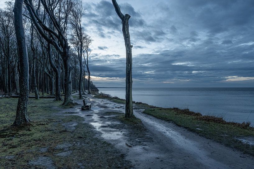 Ghost forest Nienhagen by Ralf Hickmann