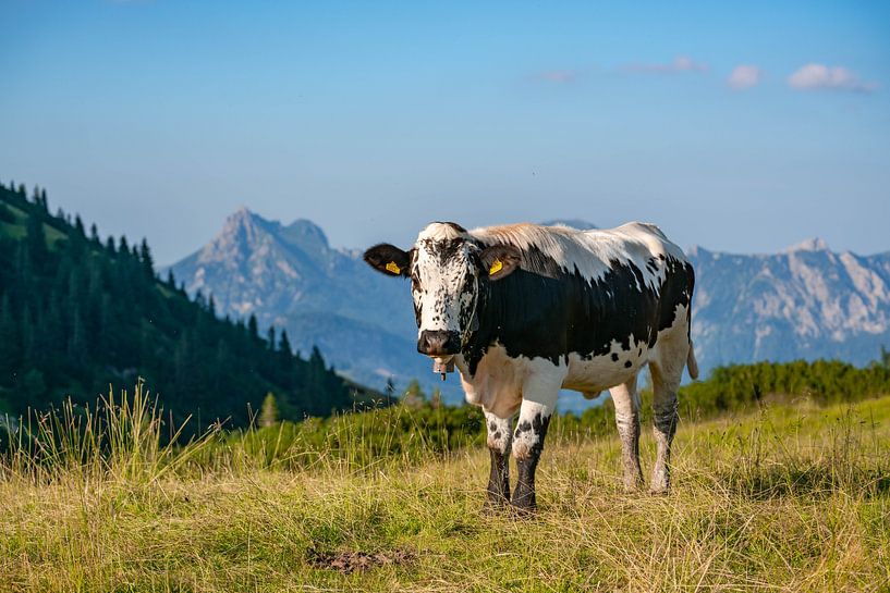 Koe in de Tannheimse bergen van Tirol van Leo Schindzielorz