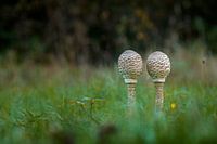 Mushrooms in the grass