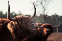 Scottish Highlanders