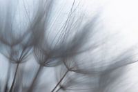 Gros plan sur une étoile du matin