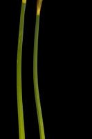 Daffodil Stielen (links)