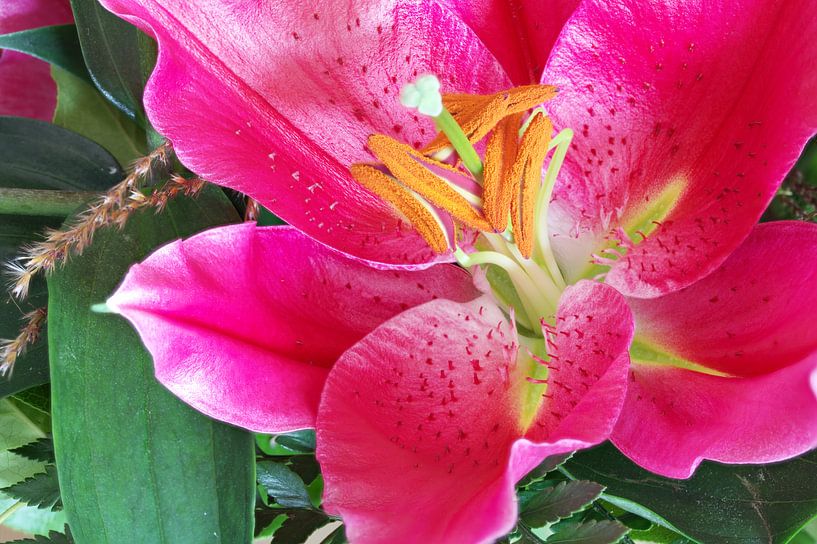 Prachtige Lelie bloem von Rijk van de Kaa