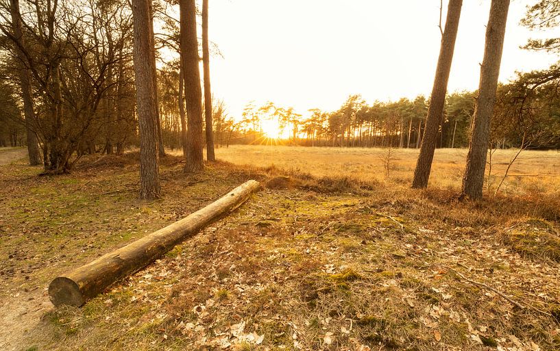 Bos Dwingelderveld - Dwingeloo (Niederlande) von Marcel Kerdijk