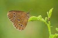 Bouvreuil sur fond vert