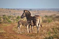 Zebrafohlen steht neben seiner Mutter