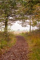 Blick vom Waldrand auf die Wiese. Schön als Kunstrahmen oder auf Leinwand.
