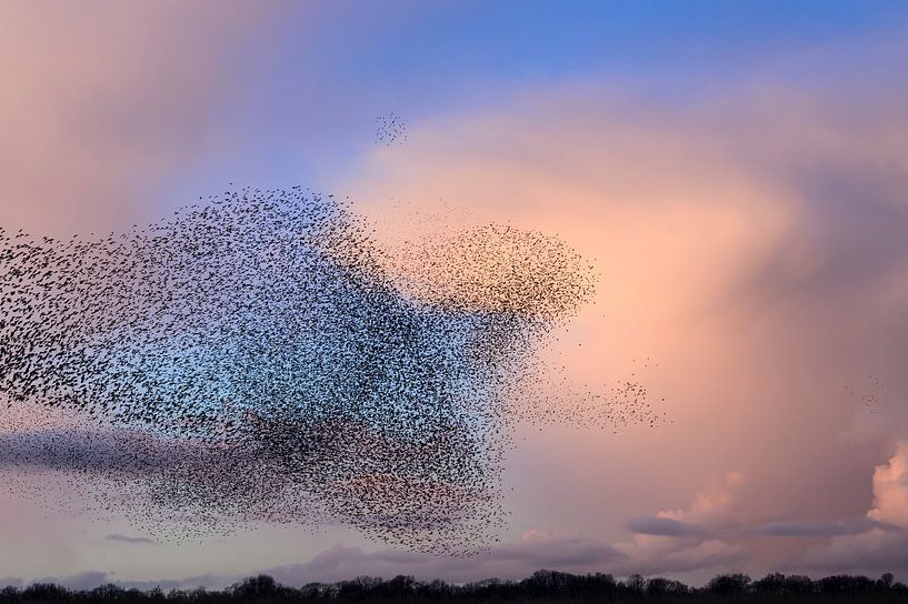 Spreeuwenwolk in de lucht tijdens zonsondergang van Sjoerd van der Wal Fotografie