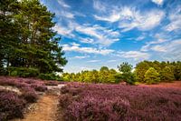 Summer day in the Lüneburg Heath