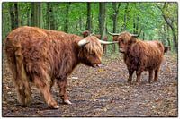 Schotse Hooglanders