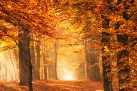 The golden light of a forest in autumn