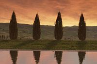 Thuja tree row in front of Tuscan hilly landscape