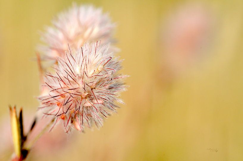 Hazenstaartje von Erik Reijnders