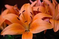 Orangenlilie (Lilium Corallo Supra)