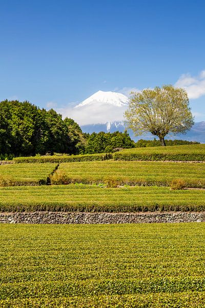 Plantation de thé Obuchi idyllique avec Fuji par Melanie Viola