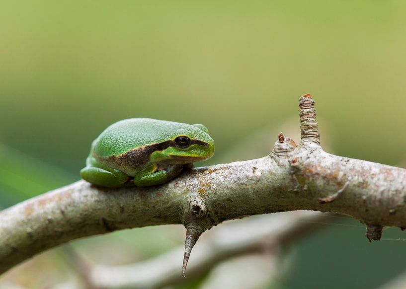 Boomkikker von Eelke Cooiman