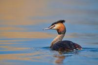 Grebe at its most beautiful