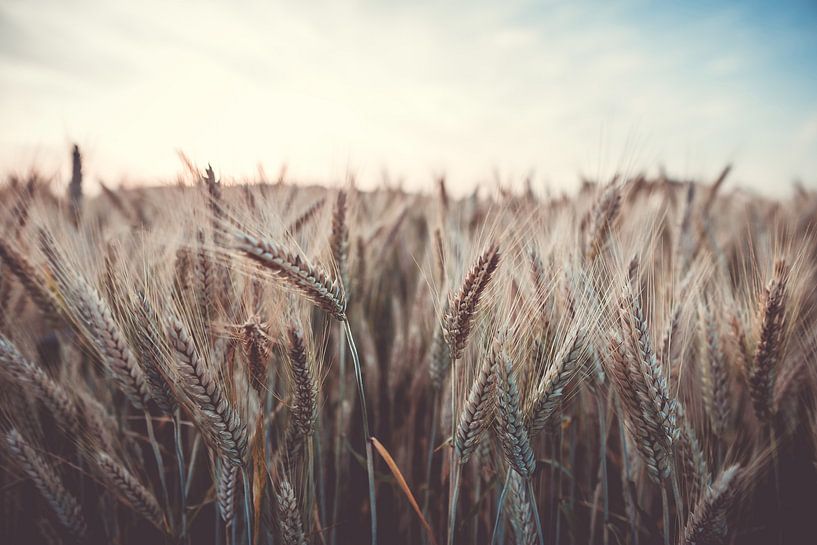 Champ de maïs en été par Steffen Peters