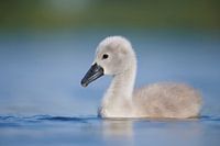 Donzy.nl - Junger Schwan vor einem hellen Hintergrund.
