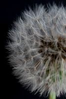 Fluffy dandelion
