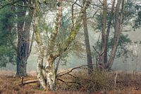 Birke im Gleichgewicht