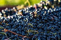 Trauben während der Ernte