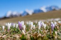 Prairies de crocus près de Gerold