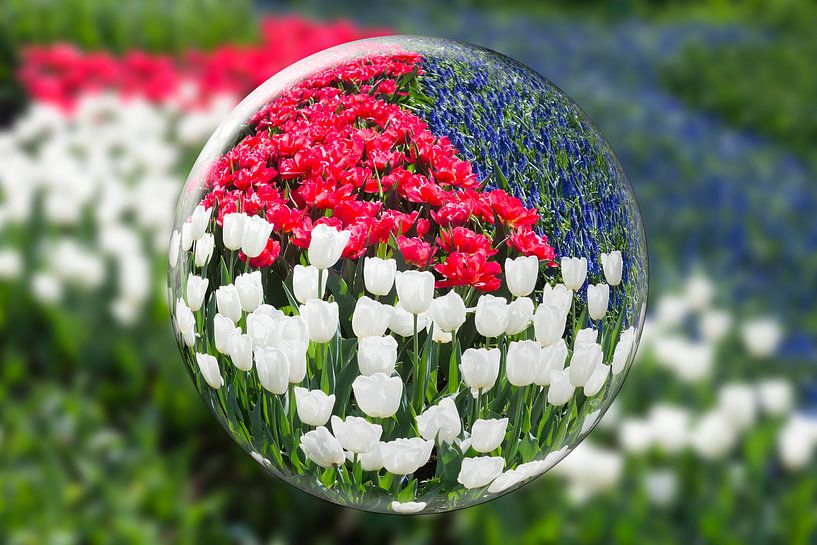 Glass sphere reflecting red white tulips and blue grape hyacinth by Ben Schonewille
