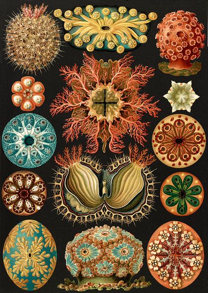 Ernst Haeckel, squirts, Ascidiae. , Seescheiden by Liszt Collection