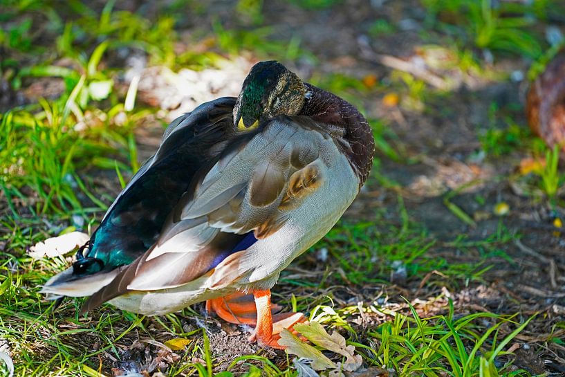 Canard colvert endormi par Babetts Bildergalerie