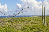 Kakteen in Hato aufCuracao