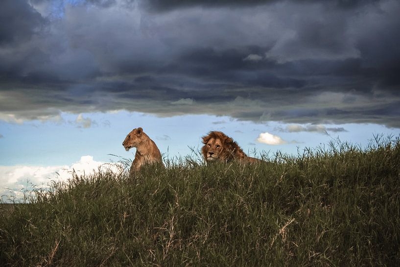 Serengeti watchers by BL Photography