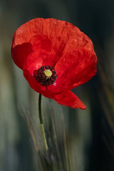 Rode klaproos in de zomer van Ulrike Leone