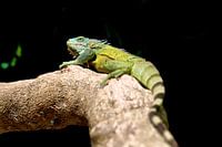 Groene leguaan op Bonaire