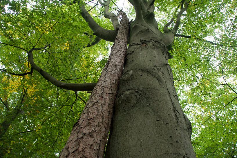 True love by Marjo Mol