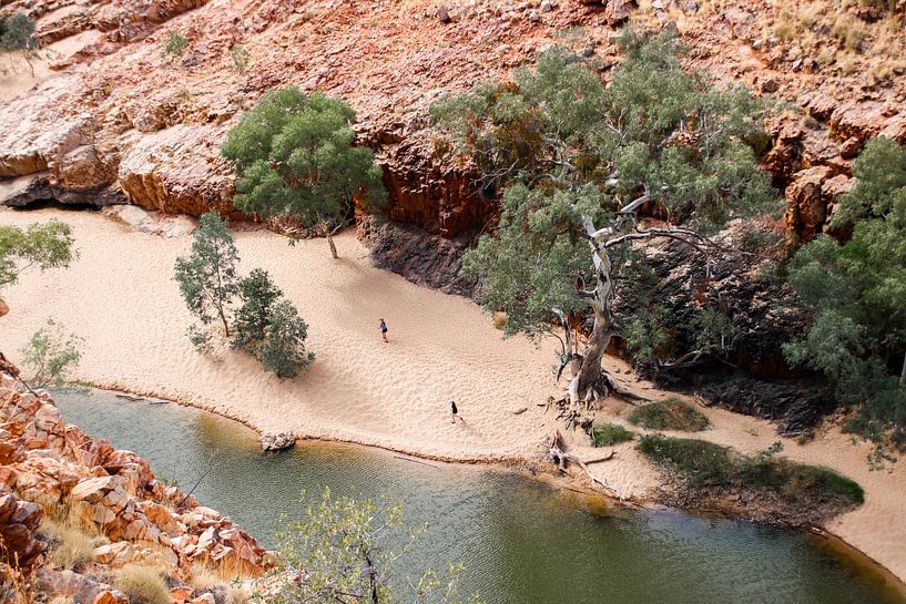 Eucalyptus trees in Ormiston Gorge, Australia by The Book of Wandering