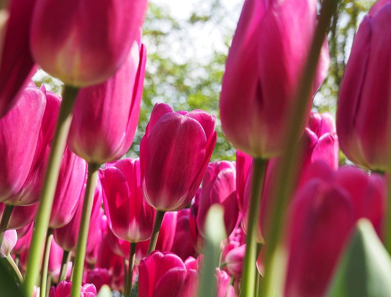 à propos du rose par Odette Kleeblatt