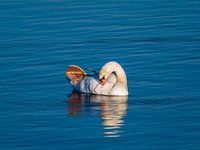 Un cygne dans la lumière du soir