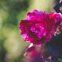 blühende Rose im Sommer