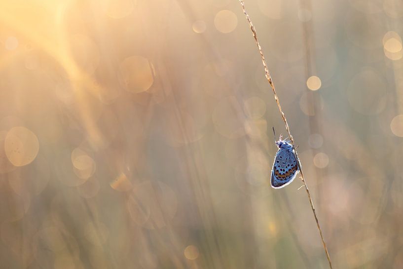 Simplicity by Aukje Ploeg