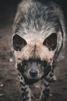 Hyena: The underestimated predator